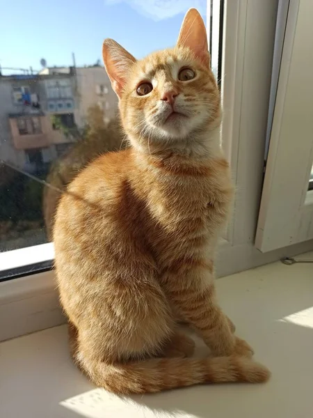 Gato Vermelho Senta Banha Sol — Fotografia de Stock