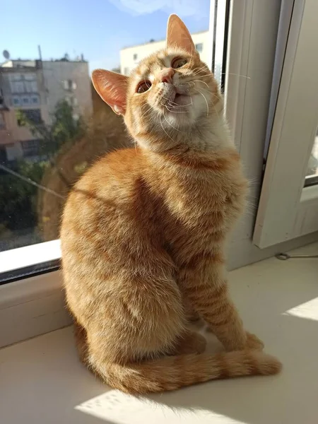 Kırmızı kedi oturur ve güneşin tadını çıkarır.