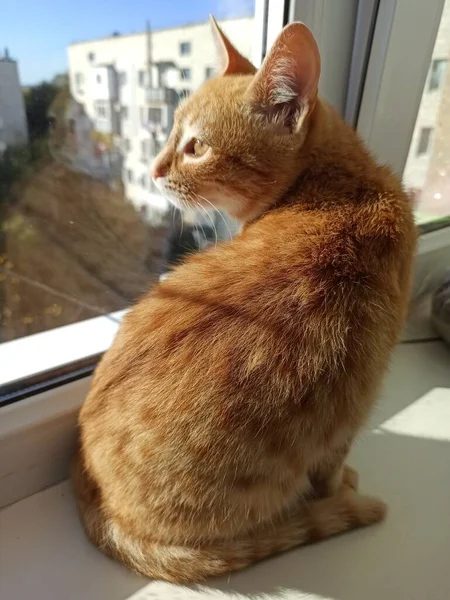Κόκκινη Γάτα Κάθεται Και Λιάζεται Στον Ήλιο — Φωτογραφία Αρχείου
