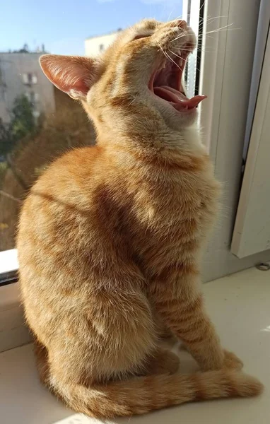 Kırmızı kedi oturur ve güneşin tadını çıkarır.