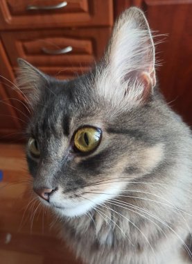 Beyaz ve gri kedinin portresini kapat