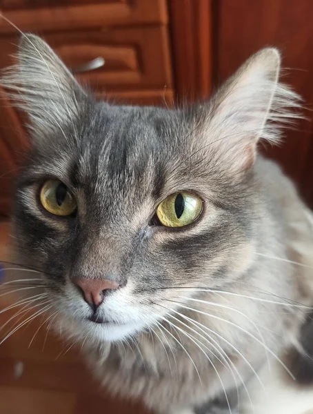 Retrato Gato Bonito — Fotografia de Stock