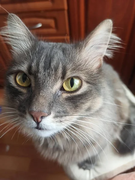 Gato Negro Sobre Fondo Blanco — Foto de Stock