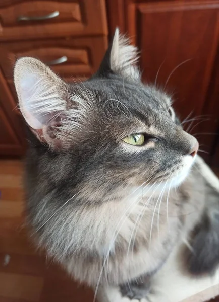 Retrato Gato Bonito — Fotografia de Stock