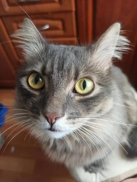 Retrato Lindo Peludo Gato — Foto de Stock