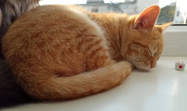 Kırmızı kedi güneşte pencerede uyuyor.