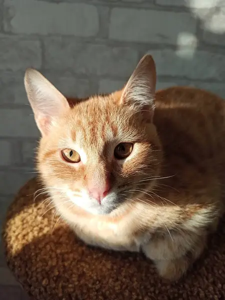 Lindo Gato Con Blanco Ojos —  Fotos de Stock