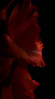 Siyah arka planda büyüleyici kırmızı gladiolus.