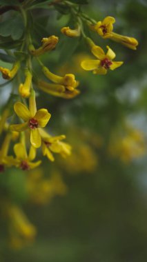 frenk üzümü çiçeği, doğal duvar kağıdı.