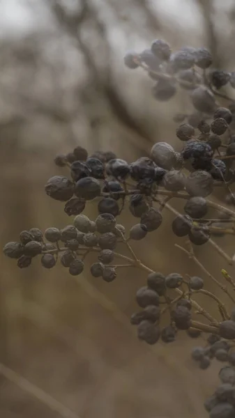 Güzel botanik çekimi, sonbahar meyveleri.