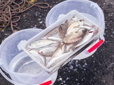 Yakından balıkçılar köprüden yakalanan kovayla küçük balık yakalıyorlar. Boğaz 'dan taze balık..