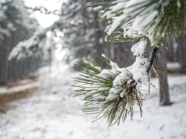 İlk karla çam ağacı dalını kapat. Kopyalama alanı ile seçmeli odak. Mevsimler, iklim değişikliği, çevre koruma.