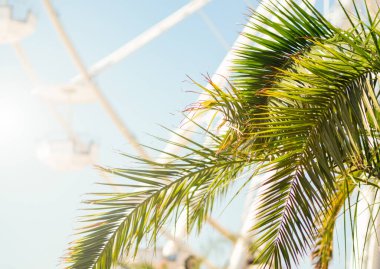 Okyanus kıyısında tropik hindistan cevizi palmiyesi yaprakları. Deniz kıyısında yaz tatili konsepti, afiş arkaplanı.