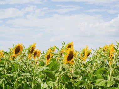 Güneş çiçeği tarlası. Kimya endüstrisi ve biyoyakıt için kolza tohumu alanı.