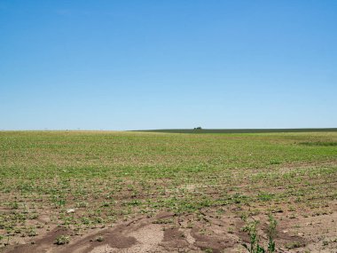 Tarım alanında güneşli bir günde genç bitkiler sıra sıra diziliyor. Mısır gevreğini kapat..