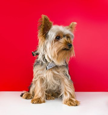 Köpek portresi konsepti. Küçük köpek Yorkshire Teriyeri boynu fiyonklu kırmızı stüdyo arka planında oturuyor.