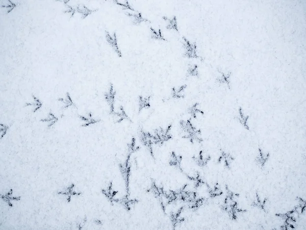 Winterabstraktion Draufsicht Verwirrte Vogelspuren Schnee Fußabdrücke Drehen Sich Kreis — Stockfoto