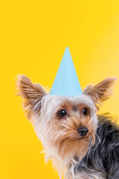 Happy Birthday card concept. Funny Small dog Yorkshire Terrier with a birthday cap isolated on yellow