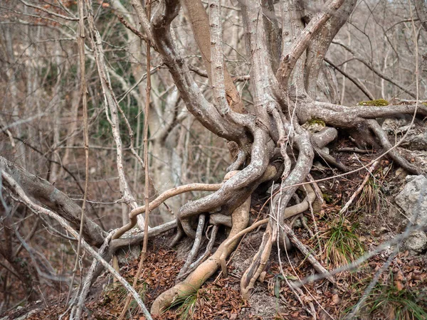 Racines Nues Exposées Arbre Dans Forêt Jeu Dev Fond Horreur — Photo