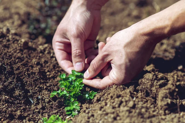 Close up hands Gardener planting and picking vegetable from soil.