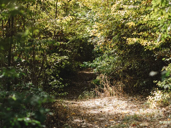 Woodland path in dense deciduous forest. Forest landscape background