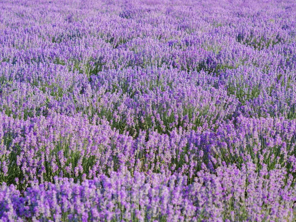 Still life lavender field. Purple bushes with lavandula blossom flower.