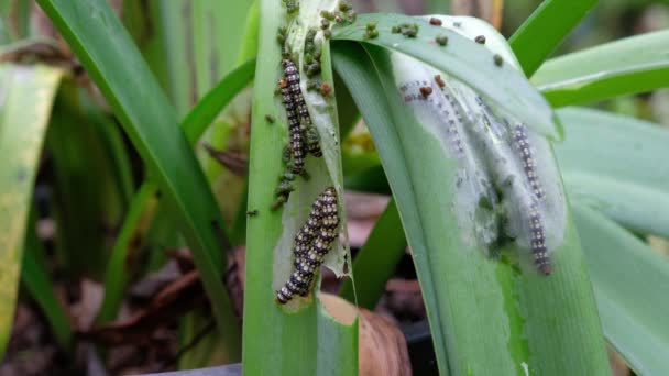 Amaryllis Borer Brithys Crini Caterpillar Worm Infestation Leaves Amarylillis Plant — Stock Video