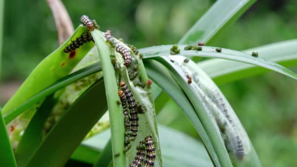 Close Amaryllis Borer Brithys Crini Caterpillar Worm Infestation Leaves Amarylillis — Stock Video