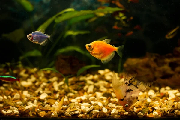 Turuncu Balık Akvaryum
