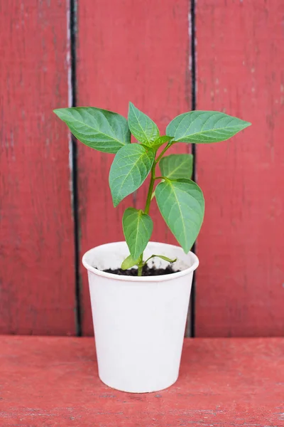 Toprakta yetişen genç yeşil bitki. Yeni yaşam konsepti