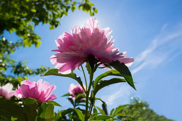 Bahçedeki pembe çiçek