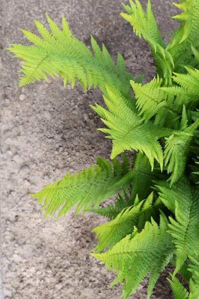 Yazın yeşil eğrelti otları açar