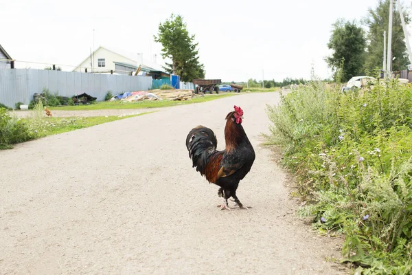 Horoz köyde caddenin ortasında duruyor.