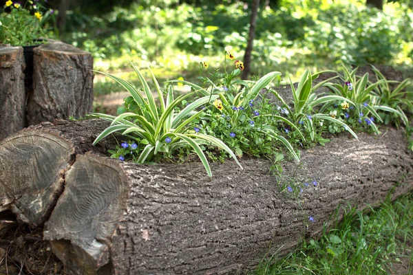 Yazın yaşlı bir ağaca yeşil bitkiler ekilir.