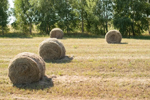 Yazın çim biçmek bir deliğe konur