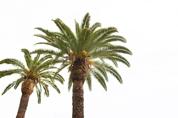 夏天的绿色棕榈树 底部视图 — 图库照片