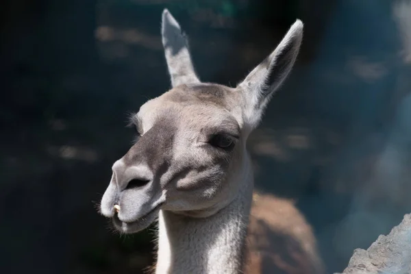 Gri lama ağızlık Yazın yakın çekim