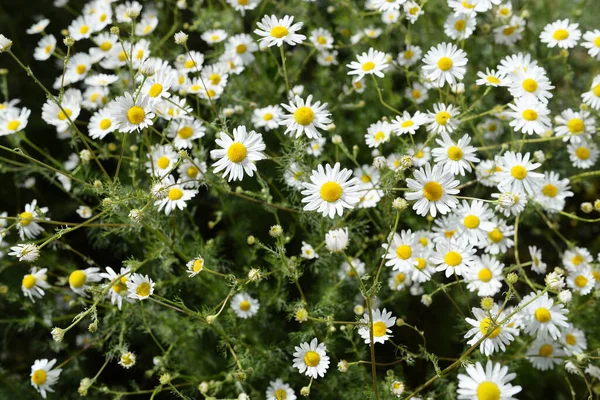 Eczane papatyaları yazın tarlada