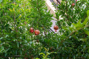 Genç olgun meyveler, kırmızı nar.