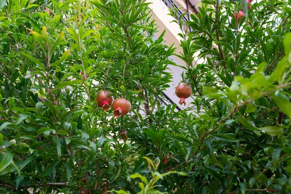 Genç olgun meyveler, kırmızı nar.