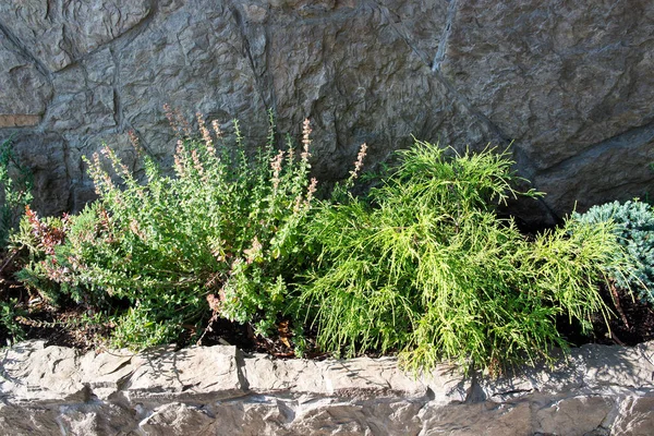 Green plants are planted near the stone wall — Stock Photo, Image