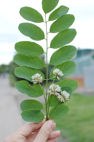 Yazın bir erkeğin elinde yonca yaprakları ve çiçekler