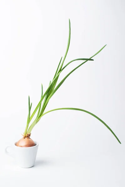 Beyaz bardakta yeşil soğan filizlenir.