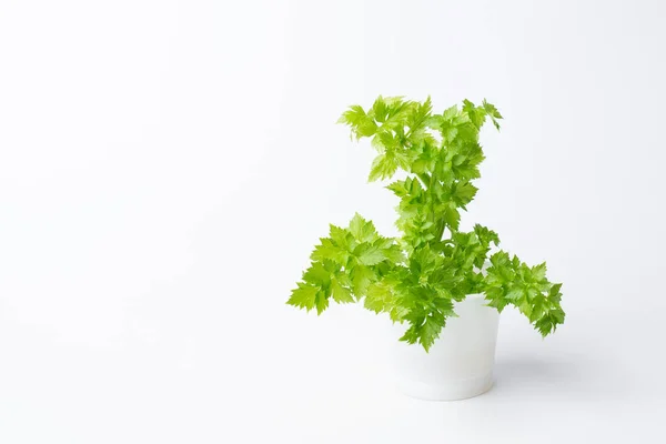 Beyaz bir fincanda yeşil kereviz yaprakları filizlenir.