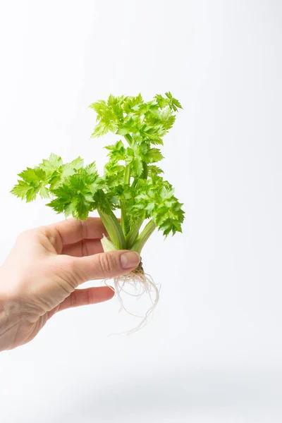 yeşil kereviz filizleri, insan elinde bitki kökleri
