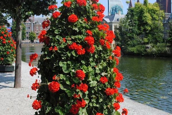 Şehirde kırmızı çiçeklerden oluşan bir yatakta güzel bir kompozisyon.