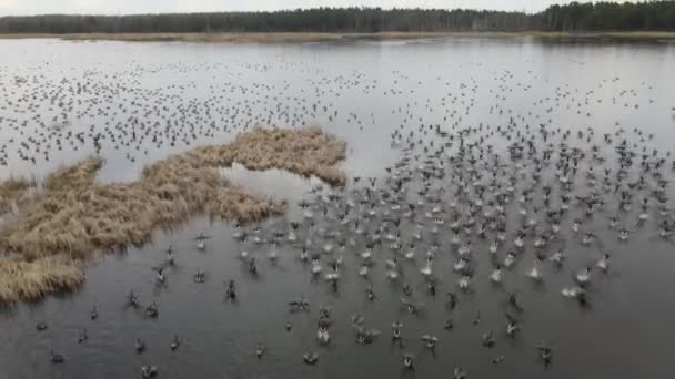 湖の上に灰色のガチョウの群れ。ガチョウのグループの美しい空中ビューは、湖の上を飛ぶ。もっとガチョウ。4k — ストック動画