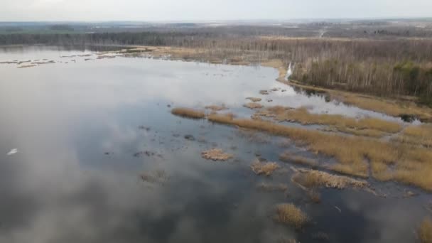 Európa tavai és mocsarai. Madártávlatból látni a tavat a mocsárban. Gyönyörű őszi természet táj. Repül a folyó felett, mocsarak, zöld fenyők és sárga közönséges fák. Légi felvétel, 4K — Stock videók