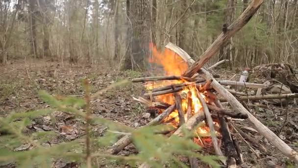 Fogueira na floresta. As pessoas acenderam um fogo na floresta para cozinhar para se aquecer. Faz um piquenique no acampamento na floresta. Lareira no acampamento, crepúsculo — Vídeo de Stock