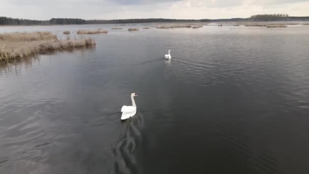 Witte zwanen zwemmen in het meer. Uitzicht vanuit de lucht vanuit een drone, herfstlandschap met uitzicht op het meer en een echtpaar mooie witte zwanen in hun natuurlijke habitat. — Stockvideo